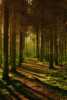 skog