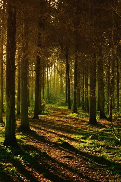 skog
